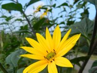 Helianthus tuberosus 16, Aardpeer, Saxifraga-Rutger Barendse