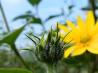 Helianthus tuberosus 17, Aardpeer, Saxifraga-Rutger Barendse