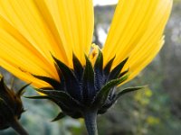 Helianthus tuberosus 18, Aardpeer, Saxifraga-Rutger Barendse