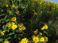 Helianthus tuberosus 4, Aardpeer, Saxifraga-Rutger Barendse