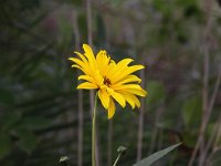 Helianthus tuberosus 5, Aardpeer, Saxifraga-Peter Meininger