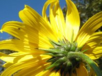 Helianthus tuberosus 6, Aardpeer, Saxifraga-Rutger Barendse