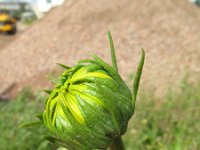 Helianthus tuberosus 9, Aardpeer, Saxifraga-Rutger Barendse