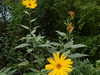 Helianthus x laetiflorus