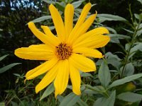 Helianthus x laetiflorus (H. pauciflorus x tuberosus) 2, Stijve zonnebloem, Saxifraga-Ed Stikvoort