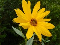 Helianthus x laetiflorus (H. pauciflorus x tuberosus) 4, Stijve zonnebloem, Saxifraga-Ed Stikvoort