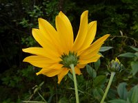 Helianthus x laetiflorus (H. pauciflorus x tuberosus) 5, Stijve zonnebloem, Saxifraga-Ed Stikvoort