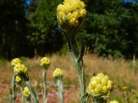 Helichrysum arenarium