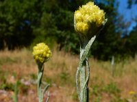 Helichrysum arenarium 3, Strobloem, Saxifraga-Ed Stikvoort