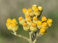 Helichrysum arenarium 8, Strobloem, Saxifraga-Sonja Bouwman  1049. Strobloem - Helichrysum arenarium - Asteraceae familie (i)