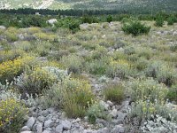 Helichrysum italicum 3, Saxifraga-Jasenka Topic