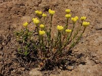 Helichrysum plicatum