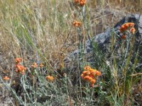 Helichrysum rubicundum 2, Saxifraga-Ed Stikvoort