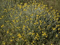 Helichrysum stoechas 10, Saxifraga-Willem van Kruijsbergen