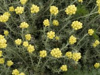 Helichrysum stoechas 18, Saxifraga-Jan van der Straaten