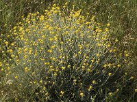 Helichrysum stoechas 3, Saxifraga-Jan van der Straaten