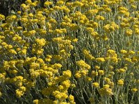 Helichrysum stoechas 4, Saxifraga-Jan van der Straaten