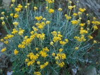 Helichrysum stoechas 44, Saxifraga-Jan van der Straaten