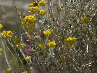 Helichrysum stoechas 7, Saxifraga-Willem van Kruijsbergen