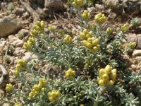 Helichrysum stoechas ssp decumbens 12, Saxifraga-Rutger Barendse