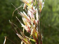 Helictotrichon pratense 4, Beemdhaver, Saxifraga-Rutger Barendse