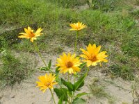 Heliopsis helianthoides 4, Saxifraga-Rutger Barendse