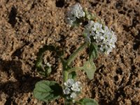 Heliotropium europaeum 13, Europese heliotroop, Saxifraga-Ed Stikvoort