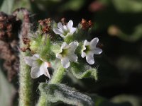 Heliotropium europaeum 3, Europese heliotroop, Saxifraga-Rutger Barendse