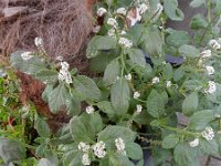 Heliotropium europaeum 6, Europese heliotroop, Saxifraga-Rutger Barendse