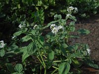 Heliotropium europaeum 8, Europese heliotroop, Saxifraga-Ed Stikvoort