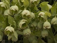 Helleborus foetidus 12, Stinkend nieskruid, Saxifraga-Willem van Kruijsbergen