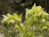 Helleborus foetidus 16, Stinkend nieskruid, Saxifraga-Jan van der Straaten