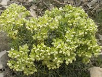 Helleborus foetidus 17, Stinkend nieskruid, Saxifraga-Jan van der Straaten