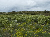 Helleborus foetidus 21, Stinkend nieskruid, Saxifraga-Willem van Kruijsbergen