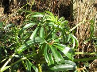 Helleborus foetidus 24, Stinkend nieskruid, Saxifraga-Rutger Barendse