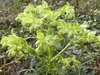 Helleborus foetidus 25, Stinkend nieskruid, Saxifraga-Rutger Barendse