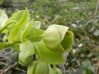 Helleborus foetidus 26, Stinkend nieskruid, Saxifraga-Rutger Barendse