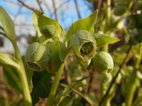 Helleborus foetidus 32, Stinkend nieskruid, Saxifraga-Ed Stikvoort