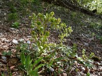 Helleborus foetidus 36, Stinkend nieskruid, Saxifraga-Luuk Vermeer