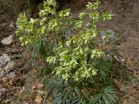 Helleborus foetidus 39, Stinkend nieskruid, Saxifraga-Harry Jans