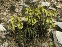 Helleborus foetidus 4, Stinkend nieskruid, Saxifraga-Willem van Kruijsbergen