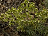 Helleborus foetidus 9, Stinkend nieskruid, Saxifraga-Willem van Kruijsbergen