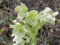 Helleborus lividus 2, Saxifraga-Rutger Barendse