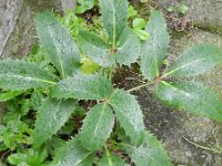 Helleborus lividus 6, Saxifraga-Rutger Barendse