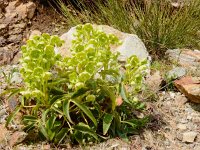 Helleborus lividus ssp corsicus 4, Saxifraga-Peter Meininger