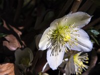 Helleborus niger 2, Saxifraga-Jan van der Straaten