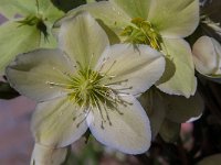 Helleborus niger 4, Saxifraga-Jan van der Straaten