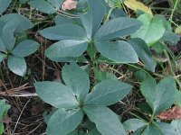 Helleborus niger 6, Saxifraga-Rutger Barendse