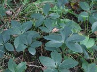 Helleborus niger 7, Saxifraga-Rutger Barendse