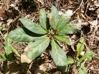 Helleborus niger 8, Saxifraga-Rutger Barendse